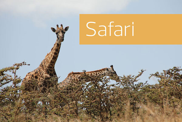 Safari